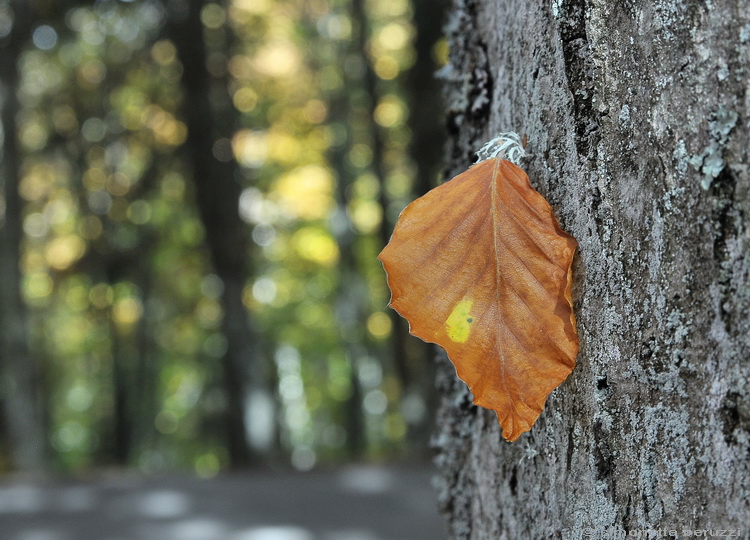 Autunno.....veder cadere le foglie.